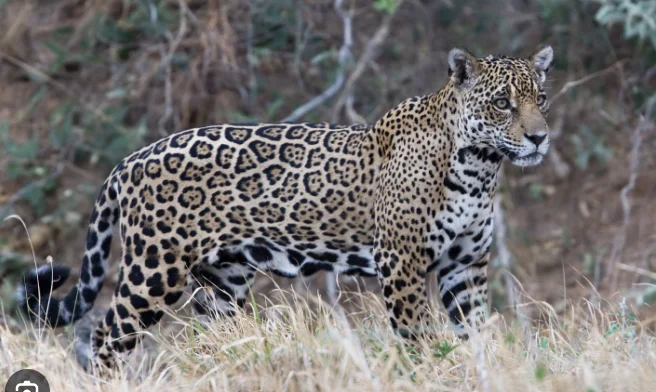 Jaguar