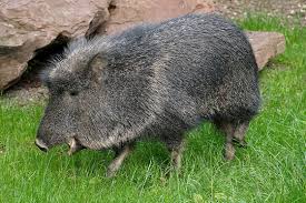 Chacoan Peccary
